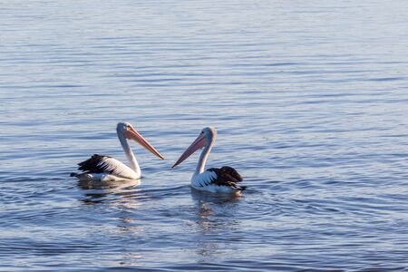 Two pelicans floating in the oceanの写真素材