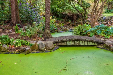 Small green decorative pond with wooden footbridgeの写真素材