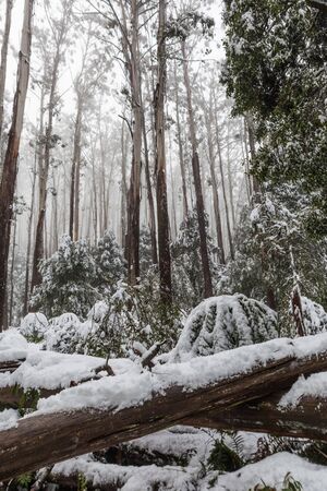 Snow laying on fallen trees and ferns in Australian eucalyptus forest on Mount Donna Buang, Victoriaの写真素材