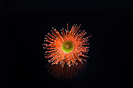Extreme closeup of beautiful Orange Eucalyptus flower isolated on black backgroundの写真素材
