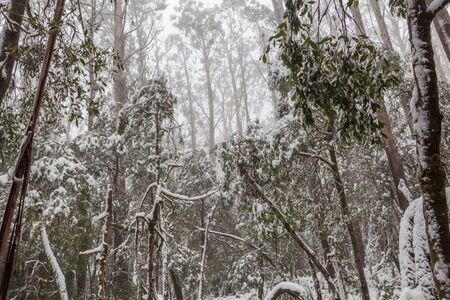 Snow covered eucalyptus trees in Australian forest. Mount Donna Buang, Victoria.の写真素材