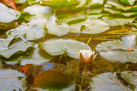 Water lily in a lake in Australia. Image has vintage filter applied.の写真素材