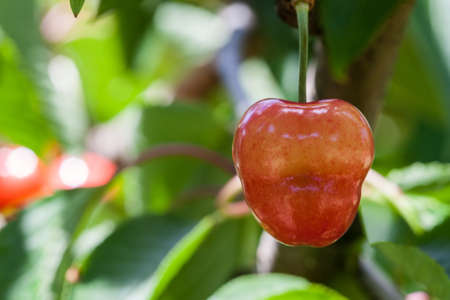 Closeup view of delicious red cherry hanging on a tree with blurred background