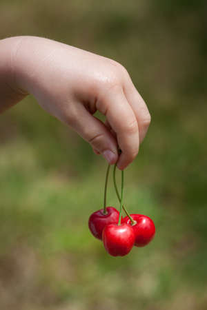 Small child hand holds three delicious red cherries, closeupの写真素材