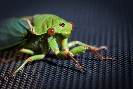 The Green Grocer Cicada extreme closeup portrait - one of the loudest insects in the world on dark...