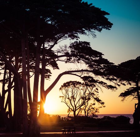 Tree silhouettes at sunset on seashore landscape. Square imageの写真素材