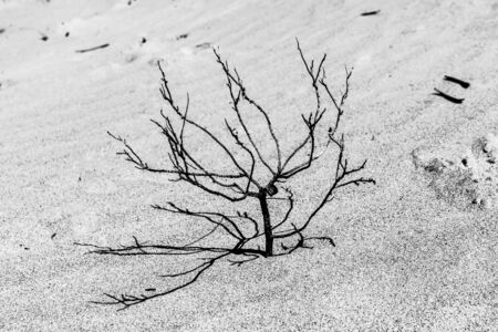 Little dry shrub protruding from the sand in black and whiteの写真素材