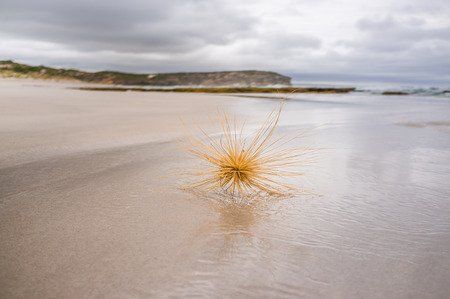 Beach tumbleweed closeup at ocean shoreの写真素材