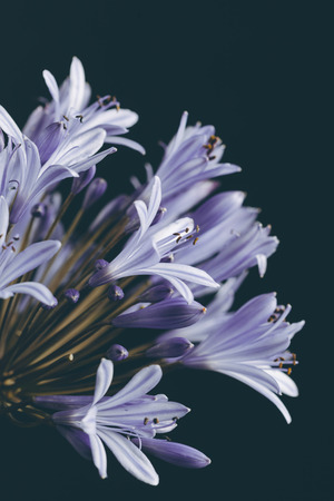 Beautiful blue flower (Agapanthus) closeup with retro vintageの写真素材