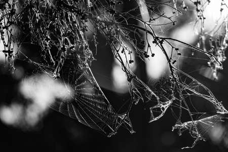 Beautiful spider web in black and whiteの写真素材