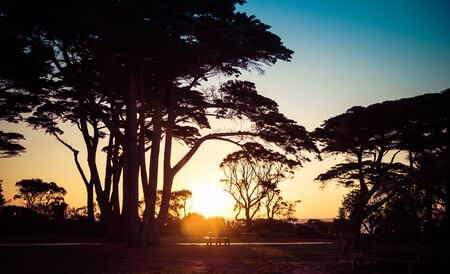 Tree silhouettes at sunset on seashore landscapeの写真素材