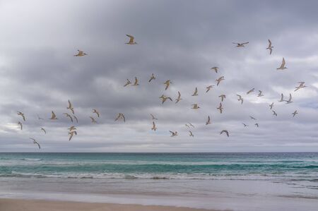 Flock of birds above ocean. Hooded plovers at Pennington Bay, Kangaroo Island, South Australiaの写真素材