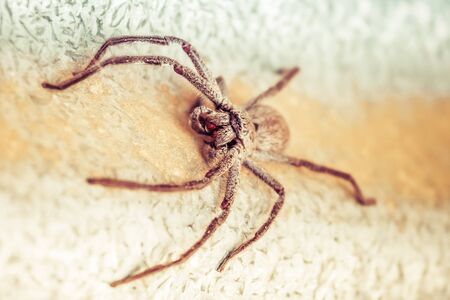 Big Huntsman Spider closeup. Shallow depth of fieldの写真素材