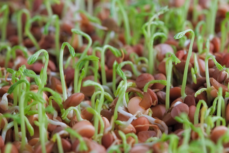 Lentil sprouts extreme closeup. Shallow depth of fieldの写真素材