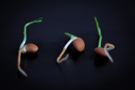 Three sprouted lentils on black background extreme closeup with copy space. Shallow depth of fieldの写真素材