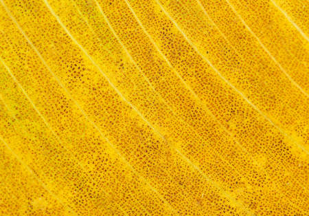 Orange leaf texture macro closeup. Beautiful natural pattern, Horizontal imageの写真素材
