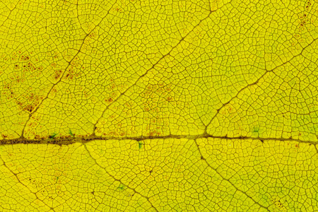 Fall yellow leaf texture macro closeup. Beautiful natural pattern, Horizontal imageの写真素材