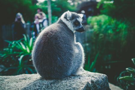 Portrait of Ring Tailed Lemur sitting on a stone on blurred backgroundの写真素材