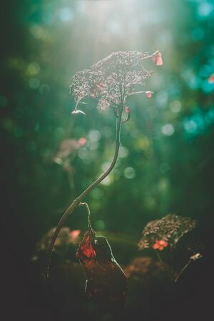 Sunlight shining on dry plant. Blurred beautiful bokeh background, shallow depth of field