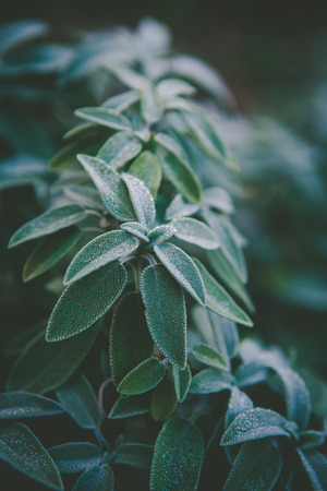 Common Sage green leaves plant - perennial evergreen subshrub closeup. Shallow depth of fieldの写真素材