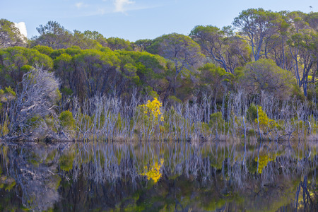 Native Australian trees on riverbank at Croajingolong National Park, Australia