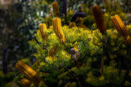 Banksia - beautiful Australian wildflowers on blurred backgroundの写真素材