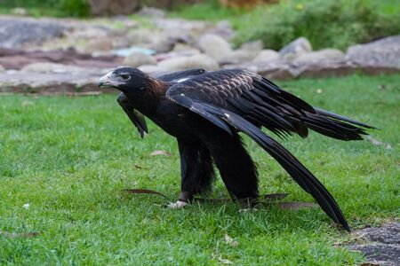 Wedge-tailed eagle standing on grass preparing for flight