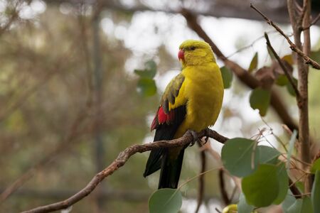 Regent Parrot - perching slim long-tailed parrot perching on tree branch closeupの写真素材