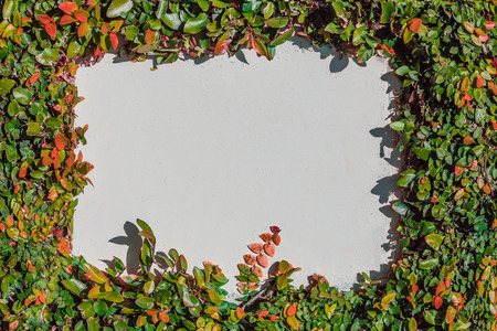 White wall framed by natural green and orange leafs with copy space