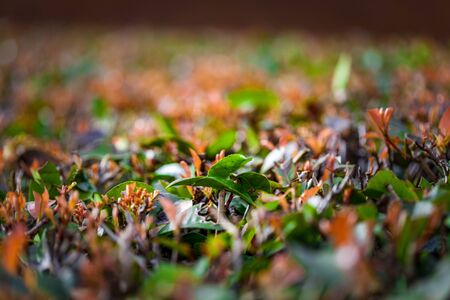 Green leafs extreme closeup. Shallow depth of field with copy spaceの写真素材