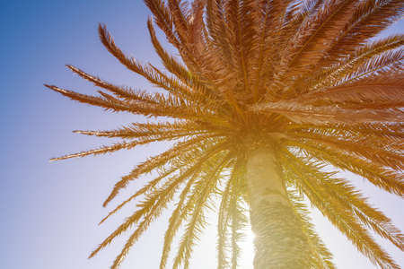 Palm tree top closeup and sun flare with copy spaceの写真素材