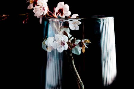 Cherry blossom flowers closeup on branch in glass with water isolated on black with copy spaceの写真素材