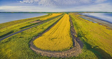 Aerial panorama of a beautiful yellow canola fieldの写真素材