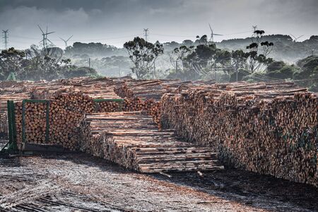 A lot of tree trunks in a lumber yard