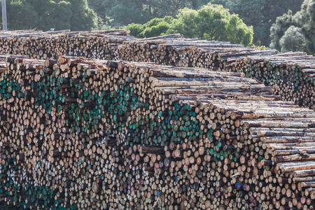 Huge stack of tree tunks in a lumber yardの写真素材