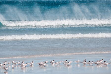 Birds nesting on ocean beach with big waves coming towards themの写真素材