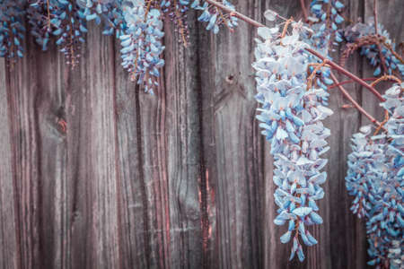 Blue flowers in full bloom with copyspace on wooden backgroundの写真素材