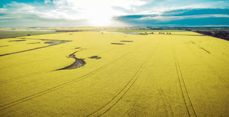 Aerial panorama of canola field at sunsetの写真素材