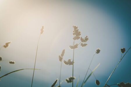 Reed beautiful silhouette on blurred sunny backgroundの写真素材