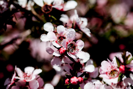Beautiful white with red flowers closeup on blurred background