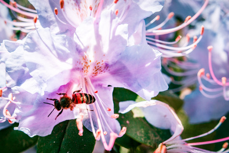 Bee on Rhododendron flower extreme closeup on a sunny dayの写真素材