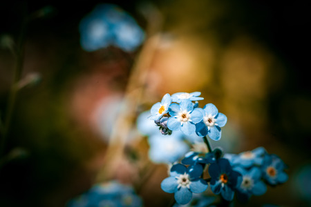 Beautiful forget-me-not flowers closeup on dark background