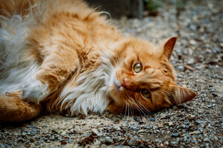 Ginger cat lying on the ground staring intensely at the viewerの写真素材