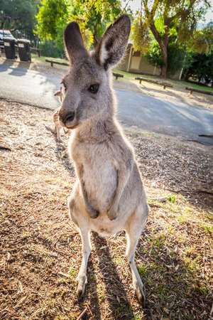 Eastern grey kangaroo vertical portrait at sunsetの写真素材