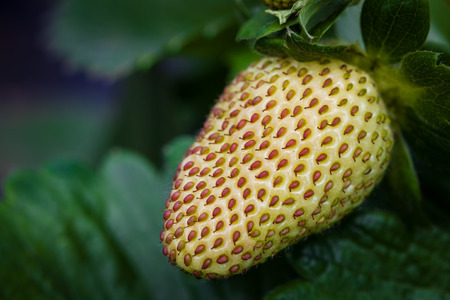 Large unripe strawberry closeup with copy spaceの写真素材