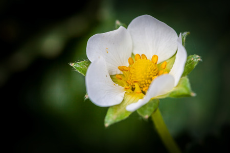 Strawberry bloom flower closeupの写真素材