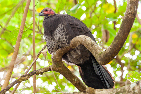 Brushturkey perching on a tree branch under green canopyの写真素材