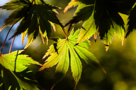 Sunlight shining through yellow green leafs on blurred background