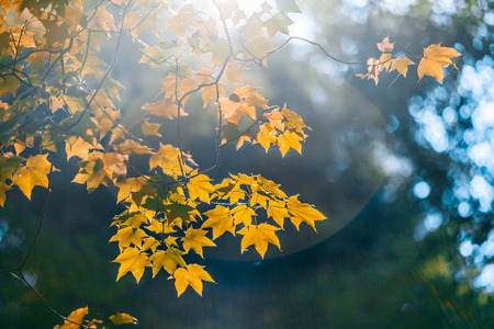 Orange leafs glowing in sun flare on blurred background - Autumn has come to Australia