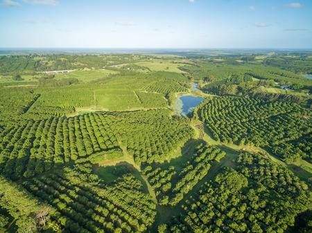 Aerial view of Macadamia Farm in New South Wales, Australiaの写真素材